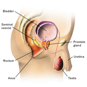 Diagram showing the position of the prostate