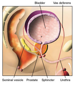 Diagram showing the position of the prostate and its purpose